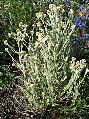 gnaphalium bicolor